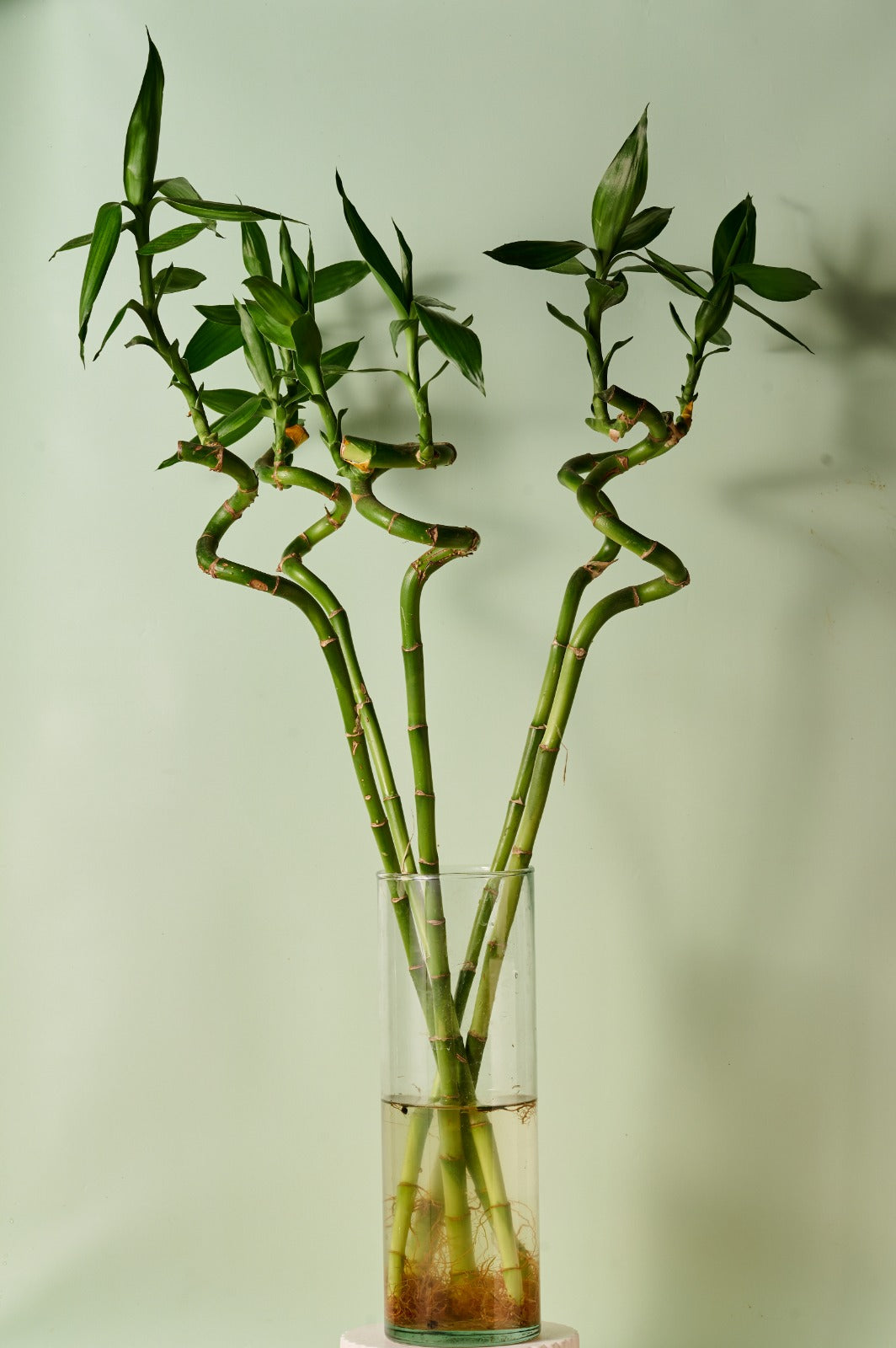 Lucky Bamboo