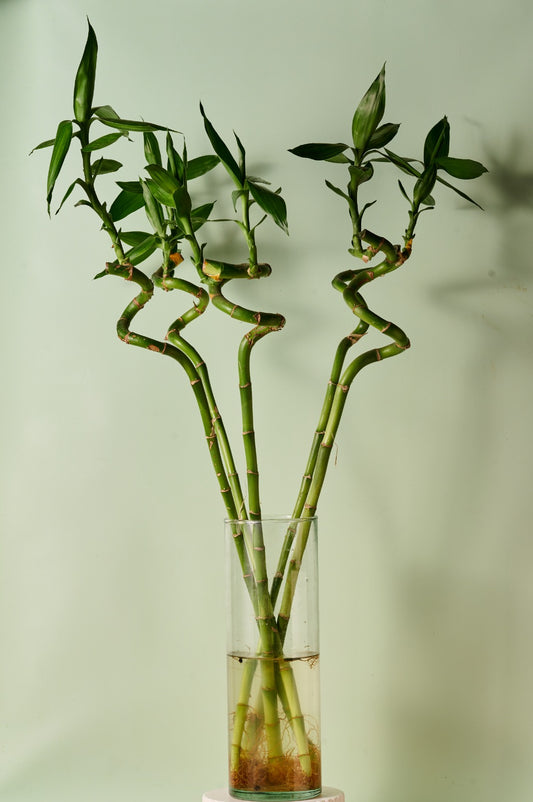 Lucky Bamboo